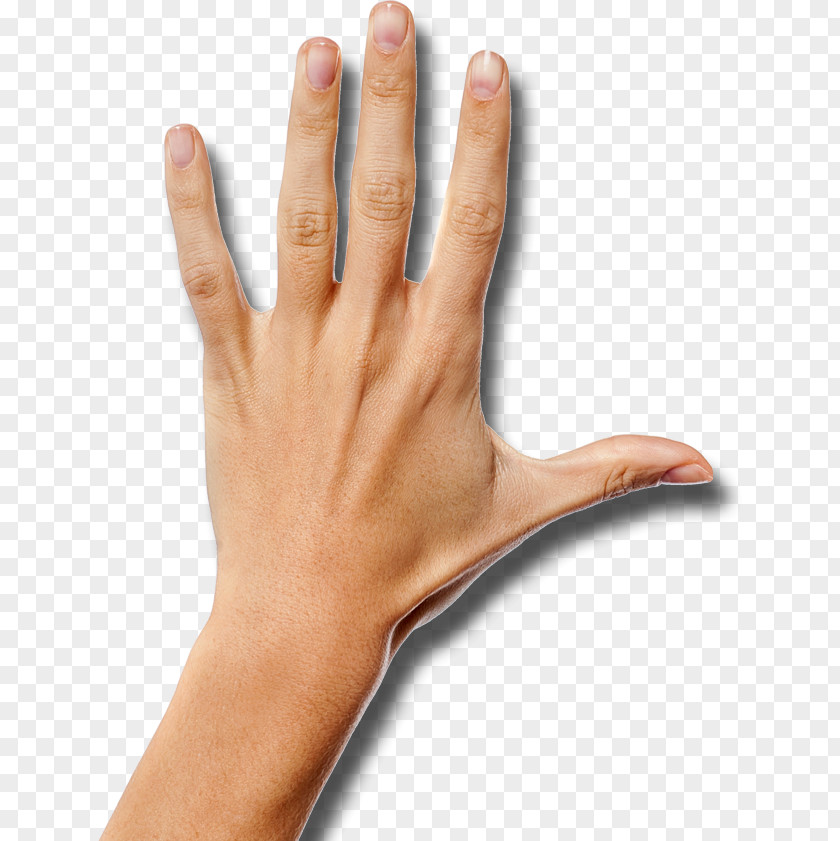 Hand Thumb Wrist Arm Palm PNG