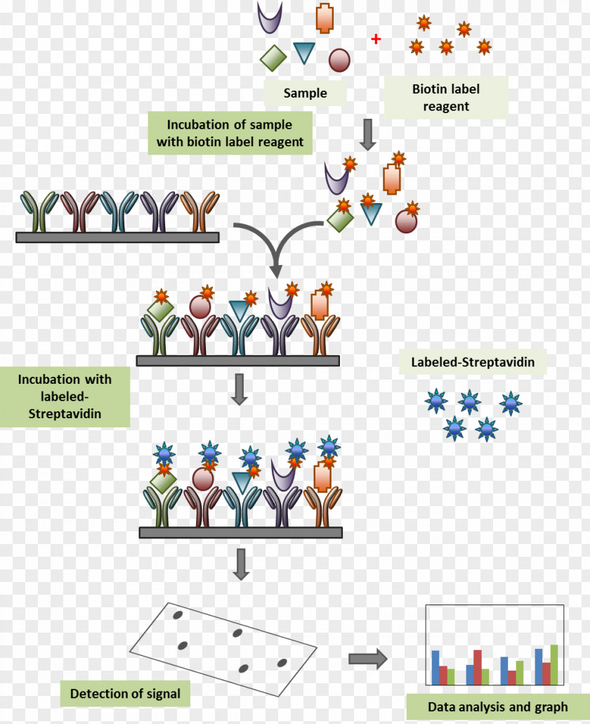 Immunofluorescence Streptavidin Biotinylation Antibody Microarray PNG