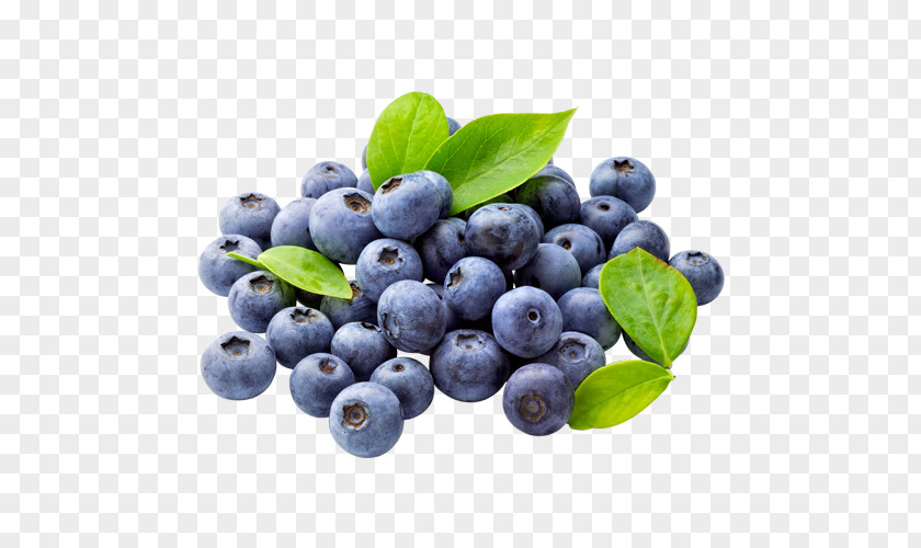 Blueberries Blueberry Tea Muffin Clip Art PNG