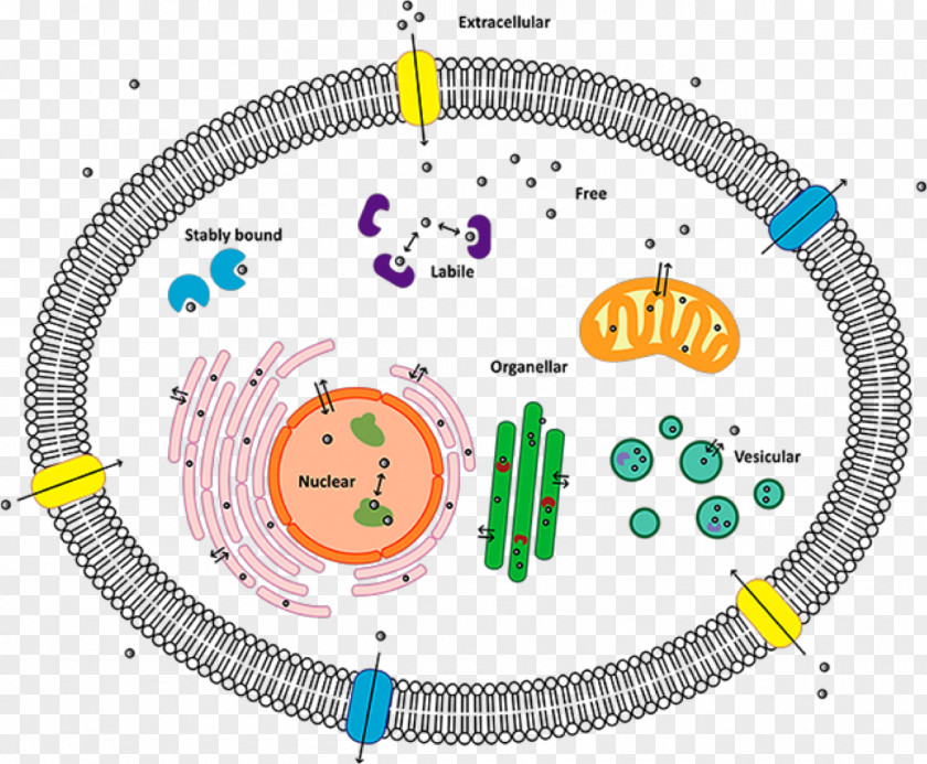 Cell Membrane Biological PNG