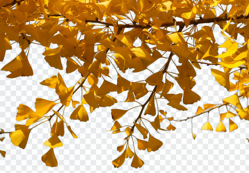 Ginkgo Tree Biloba Twig PNG