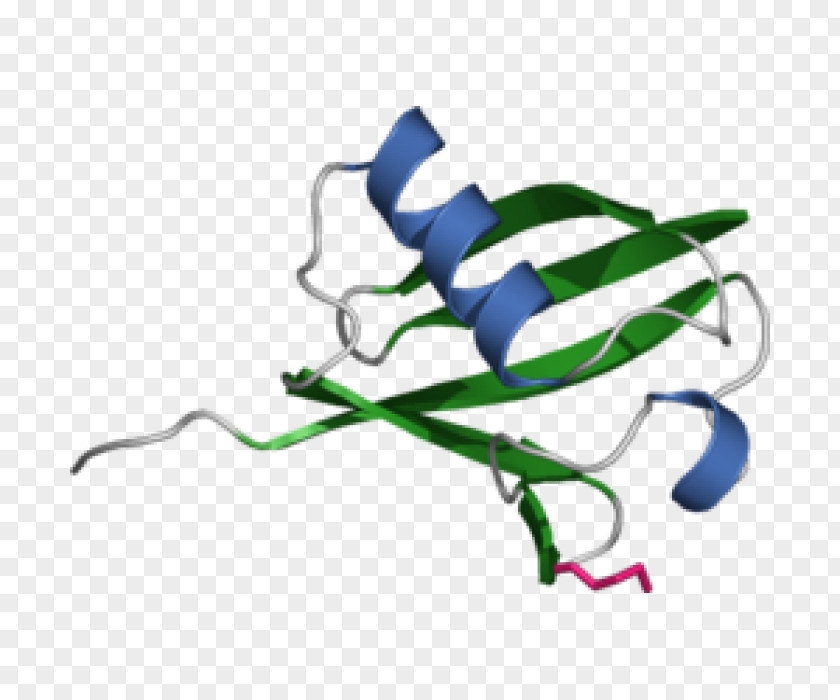 Histone Ubiquitination Proteasome Protein PNG