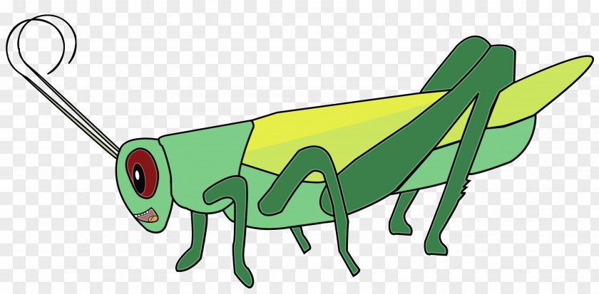 Insect Grasshopper Pollinator Green Cartoon PNG