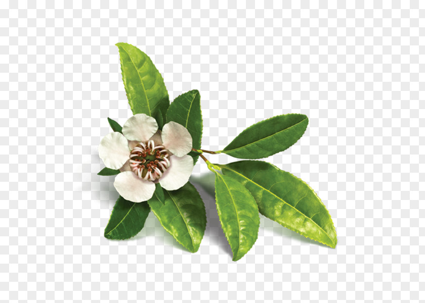Tea Leaves Organic Food Tree Oil Essential Copaiba PNG
