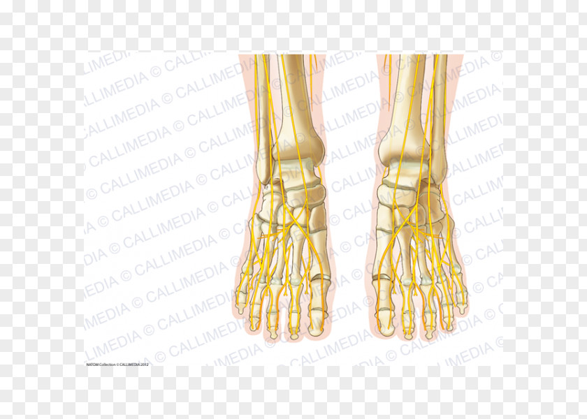 Bone Foot Anatomy Human Nerve Nervous System PNG
