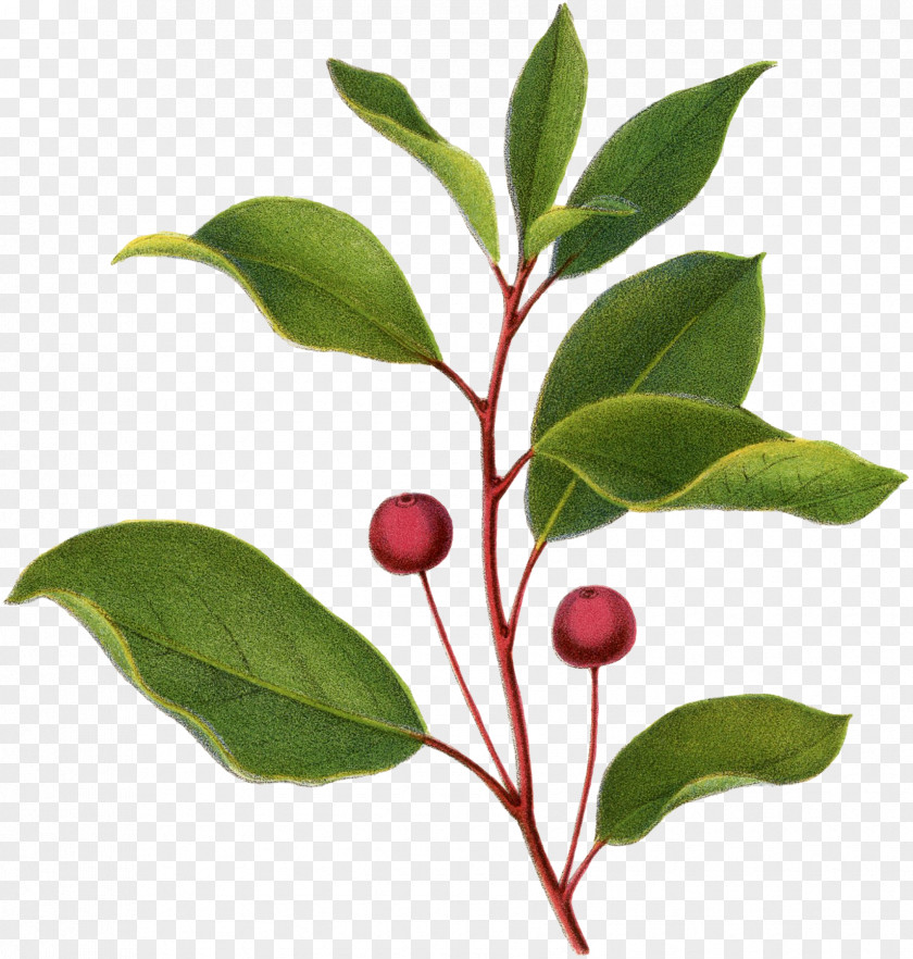Botanical Illustration Christmas Day Clip Art Common Holly PNG