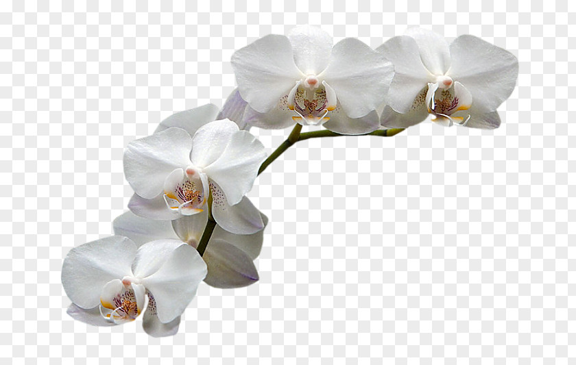 Flower Moth Orchids PNG