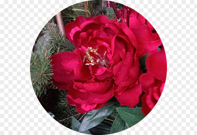 Red Peony Floribunda Cabbage Rose Garden Roses Flower Victorian Era PNG
