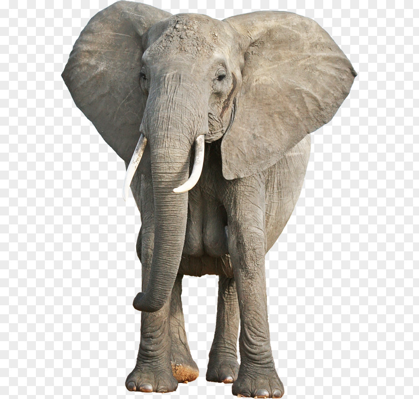 TOY ELEPHANT Asian Elephant African Bush Animal Cognition World Day PNG
