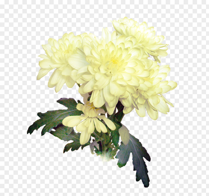 Chrysanthemum Floral Design Cut Flowers Dahlia PNG