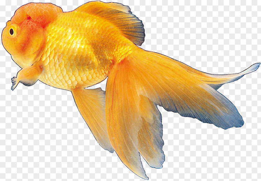 Fish Goldfish Tropical Ornamental PNG