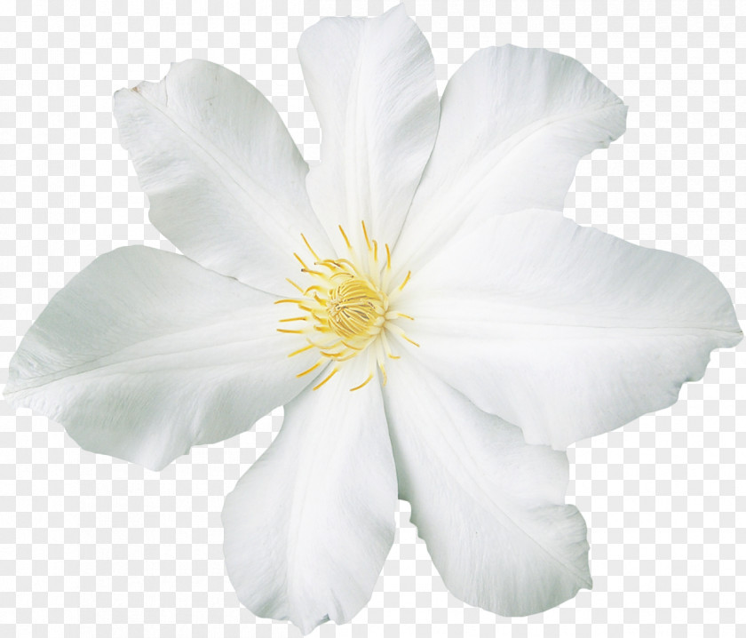 Flower White Clip Art PNG