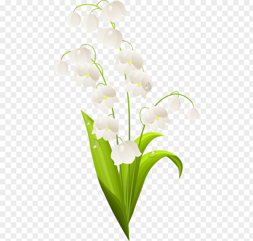 Lily Of The Valley Stock Photography Clip Art PNG
