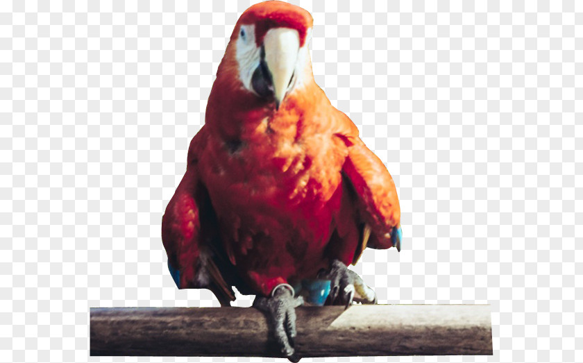 Macaw Beak Feather Fauna Loriini PNG