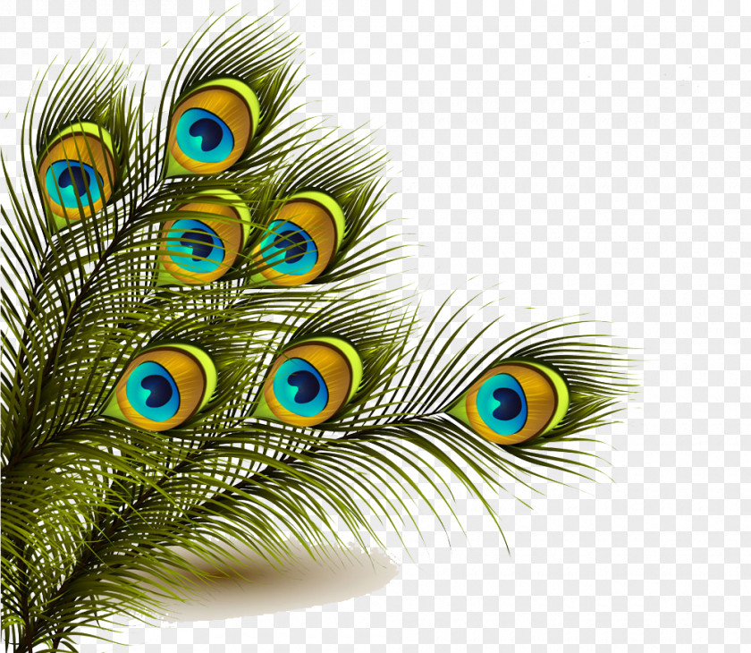 Peacock Feather Background Image Peafowl Clip Art PNG