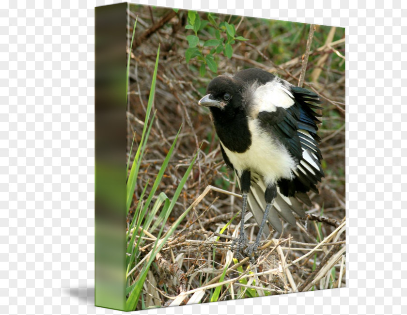 Tantrum Eurasian Magpie Wren American Sparrows Fauna PNG