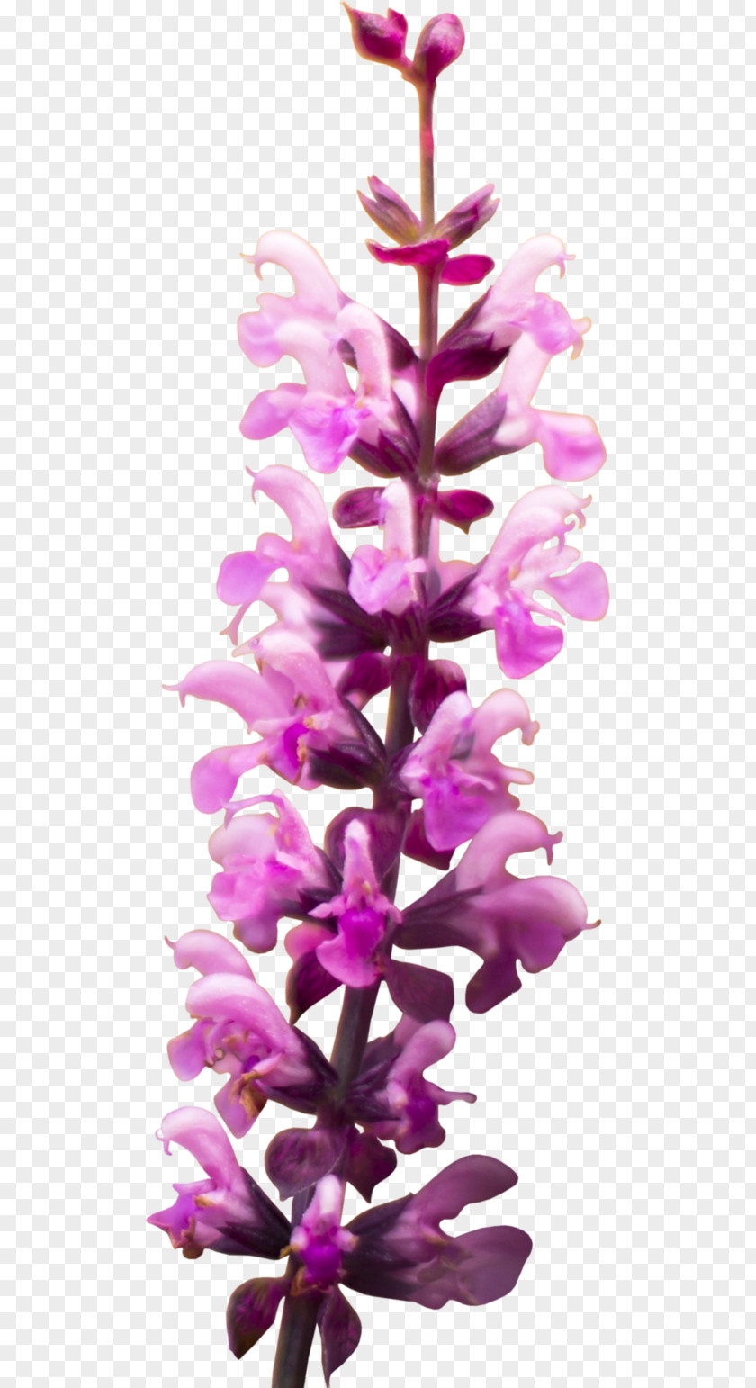 Lavender Flower Snapdragons Lilac Purple Clip Art PNG