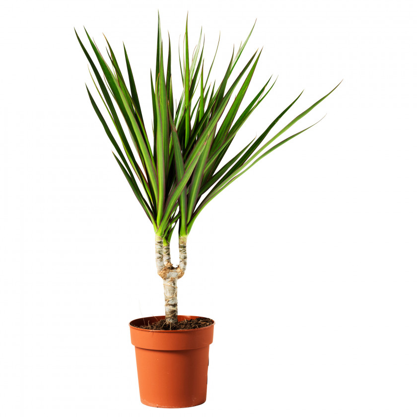 Pot Leaf Dragon Tree Lucky Bamboo Dracaena Fragrans Reflexa Var. Angustifolia Houseplant PNG