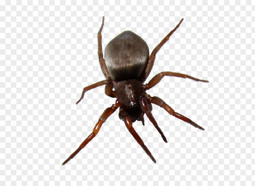Bugs Spider Desktop Wallpaper Clipping Path PNG