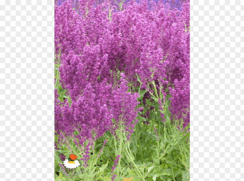 English Lavender Shrub Catnips Annual Plant PNG