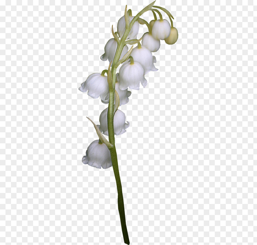 Lily Of The Valley Cut Flowers PNG