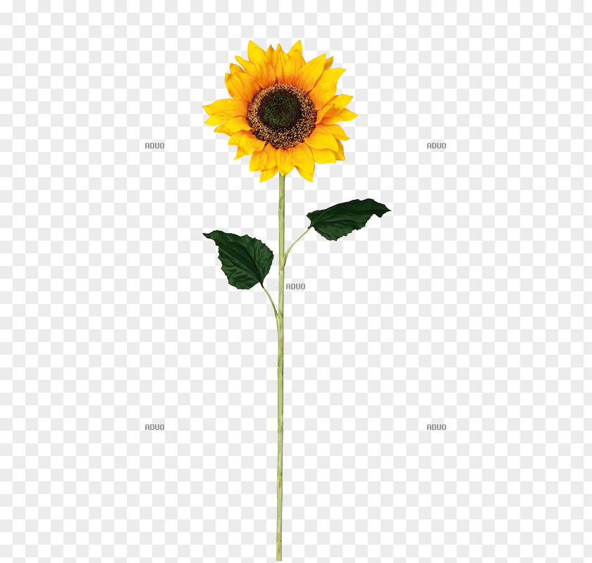 Gul Common Sunflower Material Glass Vase Furniture PNG