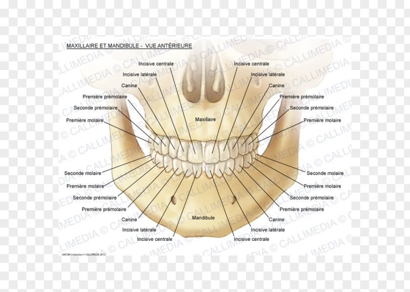 Huesos Maxilla Mandible Head And Neck Anatomy Mandibular Nerve PNG