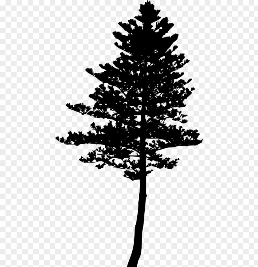 Tree Fir Pine Larch Silhouette PNG