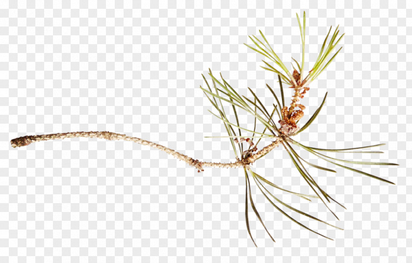 Tree Twig Pine Fir Branch PNG