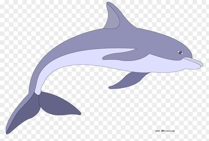[dolphin Dolphin Drawing Bitmap Clip Art PNG