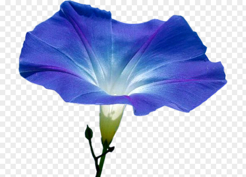 Morning Glory Flower Annual Plant Blossom Seed PNG