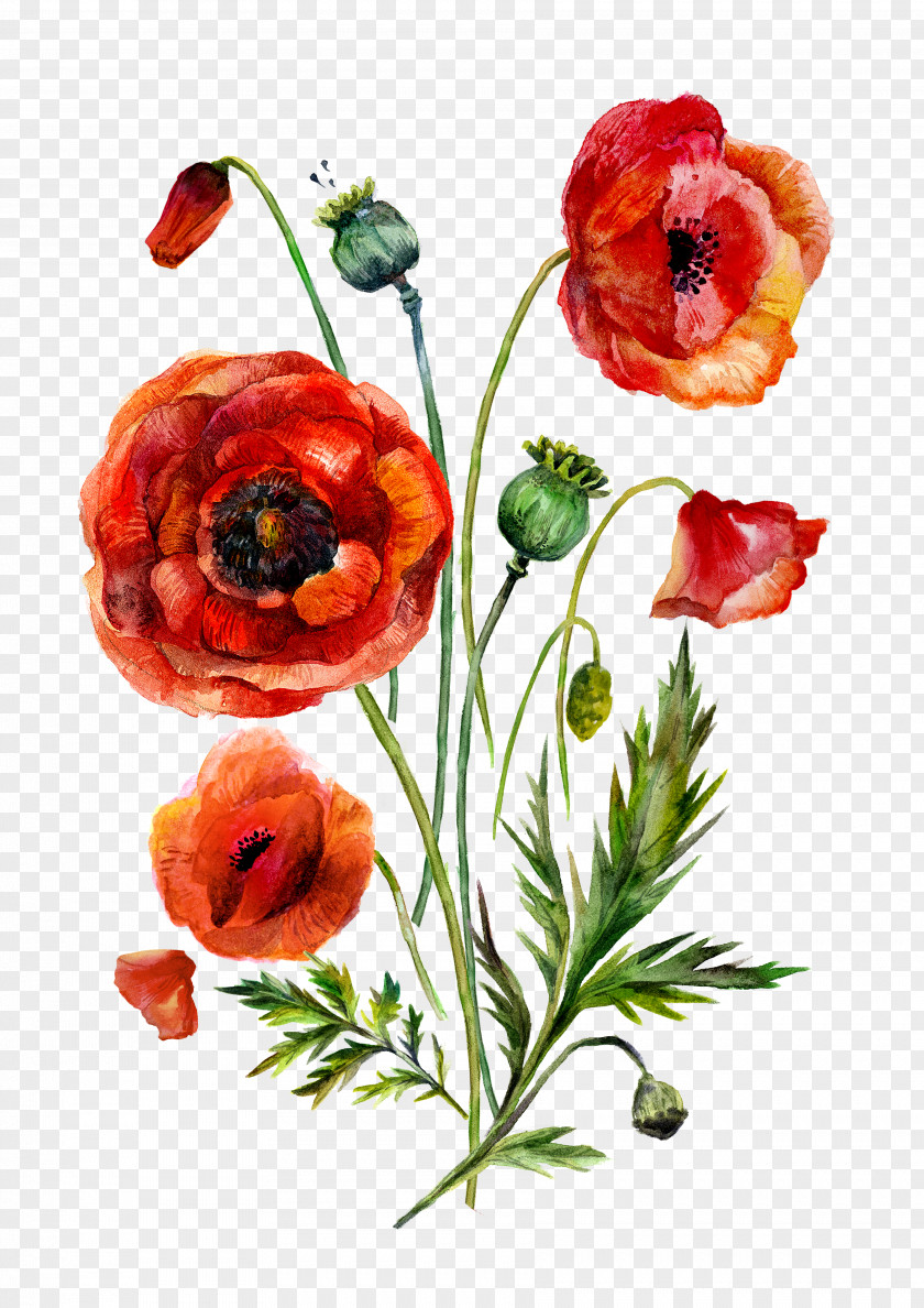 Watercolor Flowers Painting Common Poppy Illustration PNG