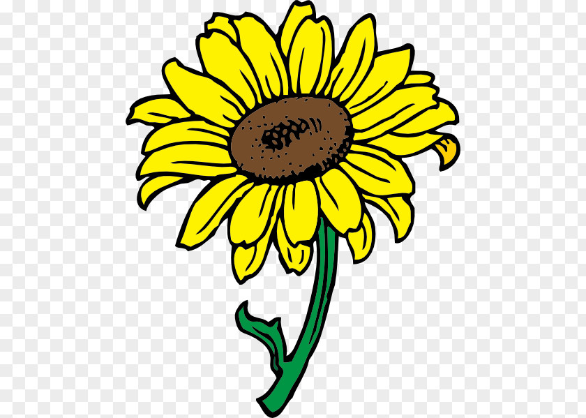 Beautiful Clipart Common Sunflower Clip Art PNG