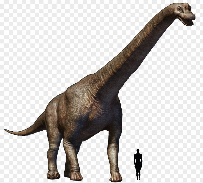 Dinosaur Tyrannosaurus Brachiosaurus Torosaurus Argentinosaurus Futalognkosaurus PNG