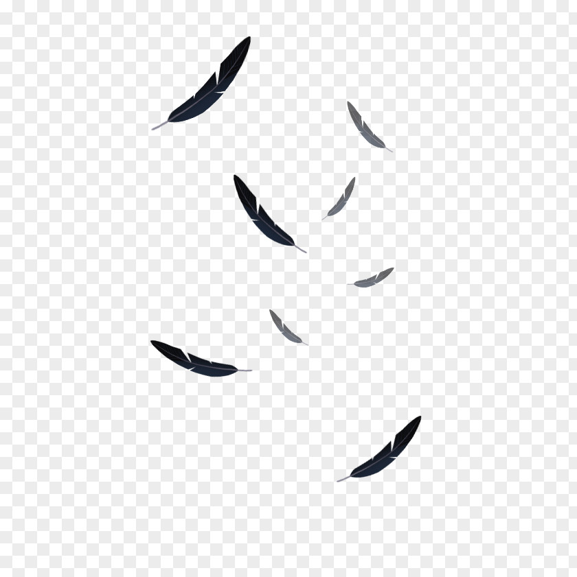 Falling Feathers Bird Feather Beak White Animal PNG