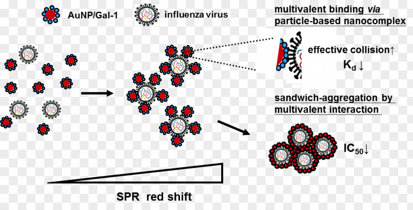 Influenzavirus B Virus Nanoparticle Gripiviirused Kultananopartikkeli Influenza PNG