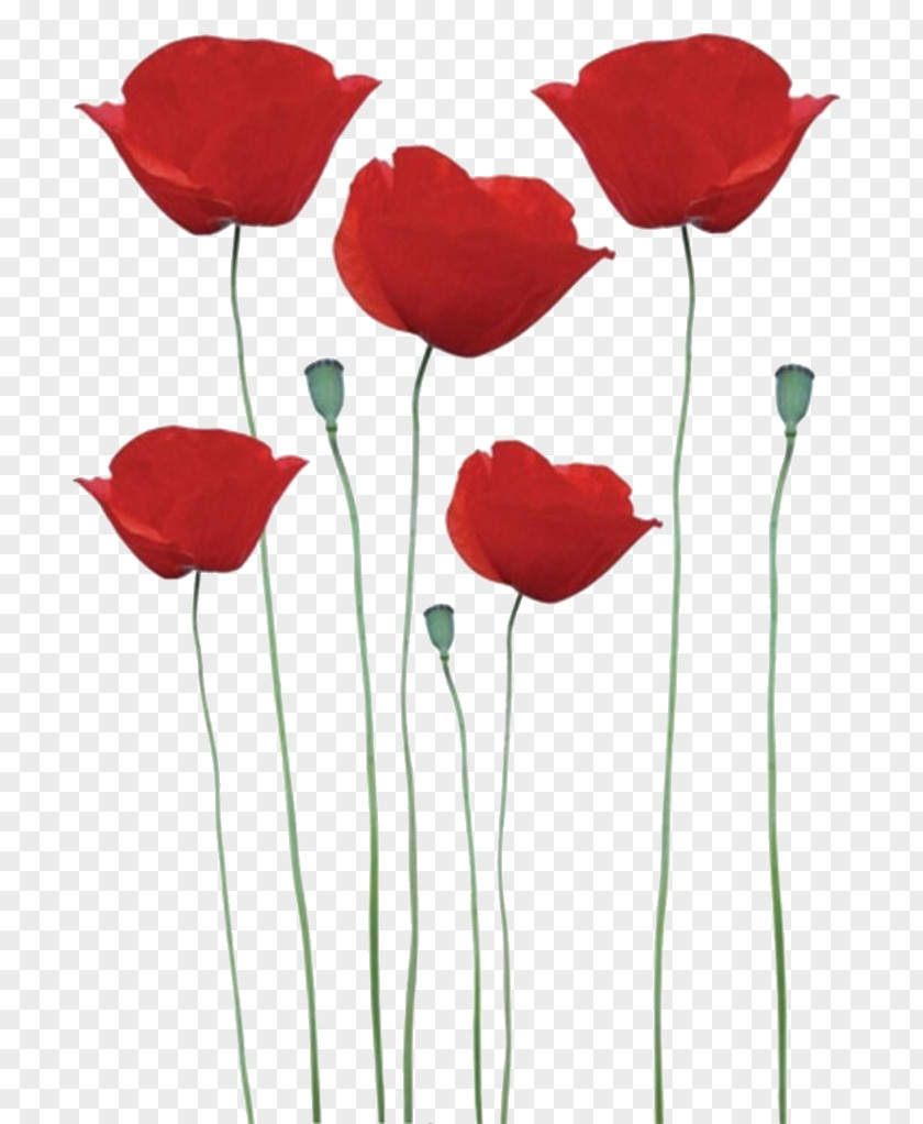 Rouge Common Poppy Remembrance Sticker Flower PNG