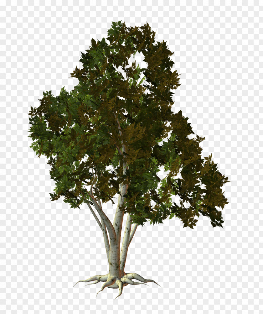 Tree Oak Shrub Plant PNG