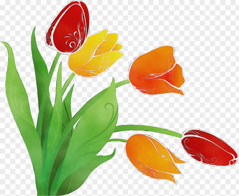 Tulip Plant Flower Petal Lily Family PNG