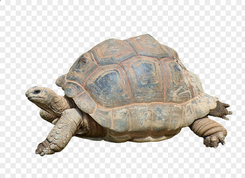 Turtle Reptile Aldabra Giant Tortoise PNG