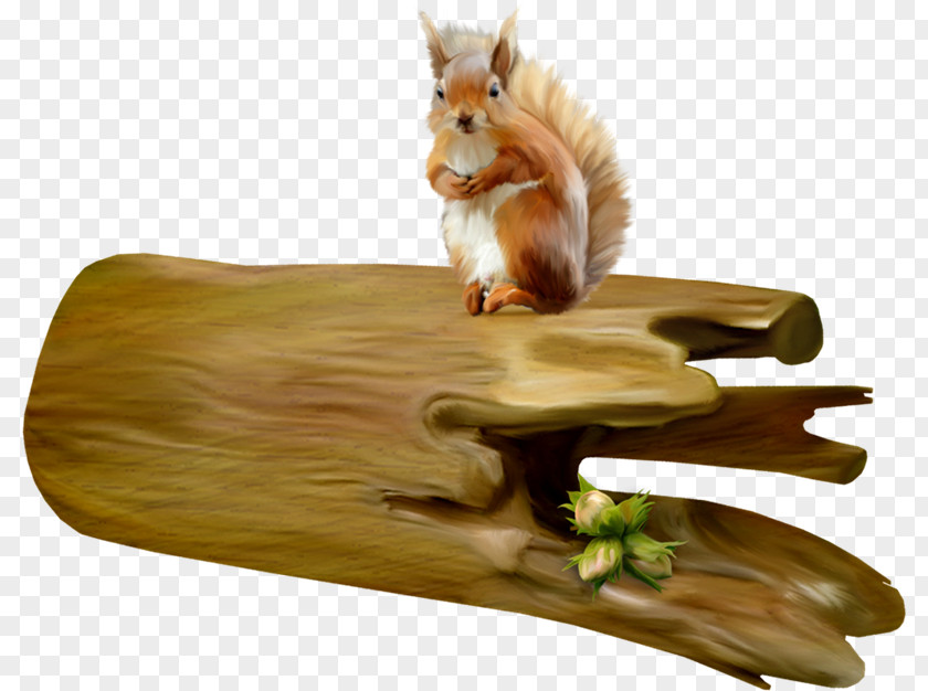 Uq Wood Squirrel PNG