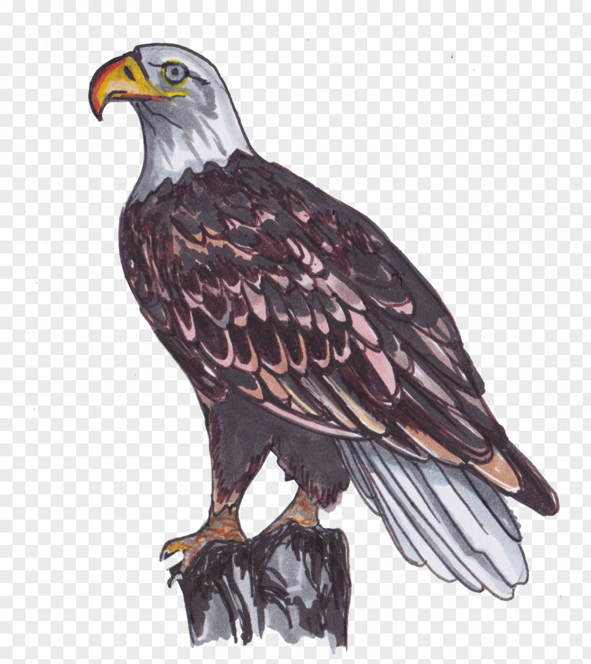 Bald Eagle Bird White-tailed Hawk PNG