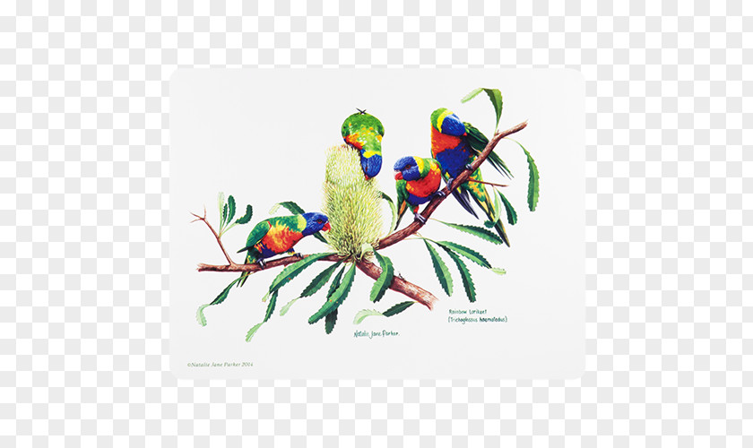 Bird The Birds Of Australia Loriini Rainbow Lorikeet PNG