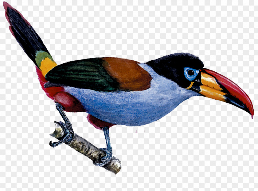 Feather Beak Galliformes Toucan Fauna PNG