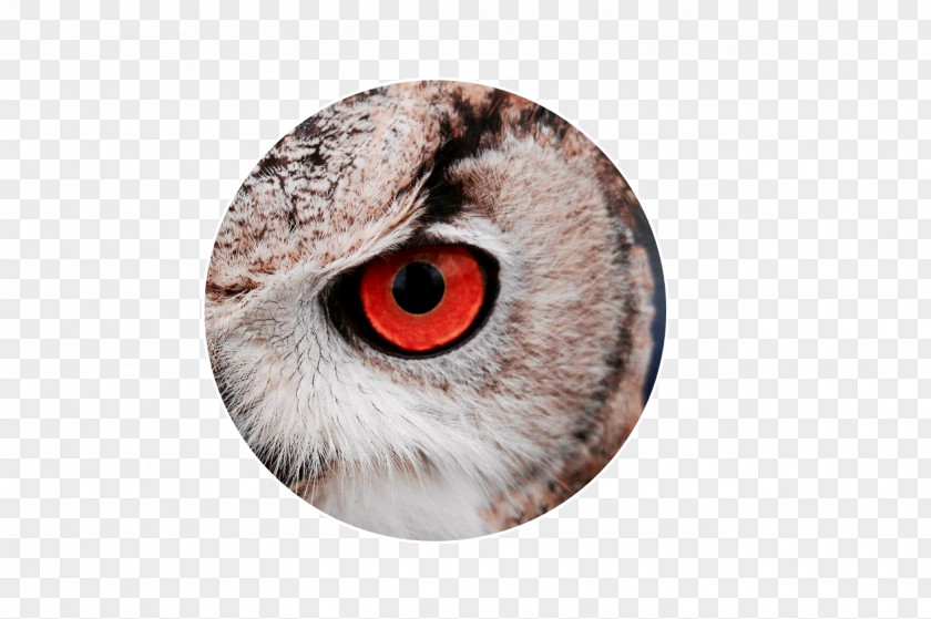 Owl A Wise Old Bird Snowy PNG