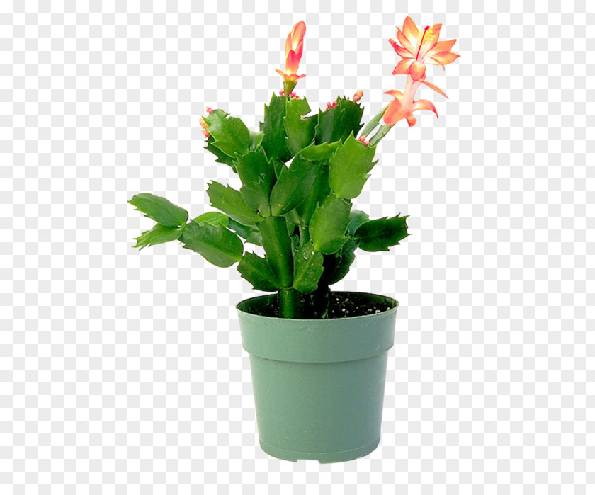 Plant Epiphyllum Flowerpot Houseplant Cactaceae PNG