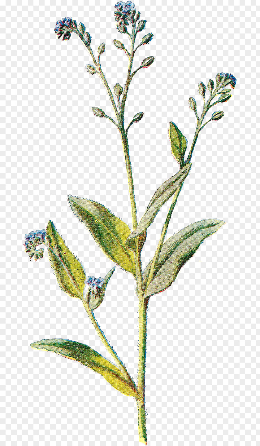 Silene Noctiflora Hairy Willowherb Flower Alpine Forget-me-not Plant Tatarian Aster Stem PNG