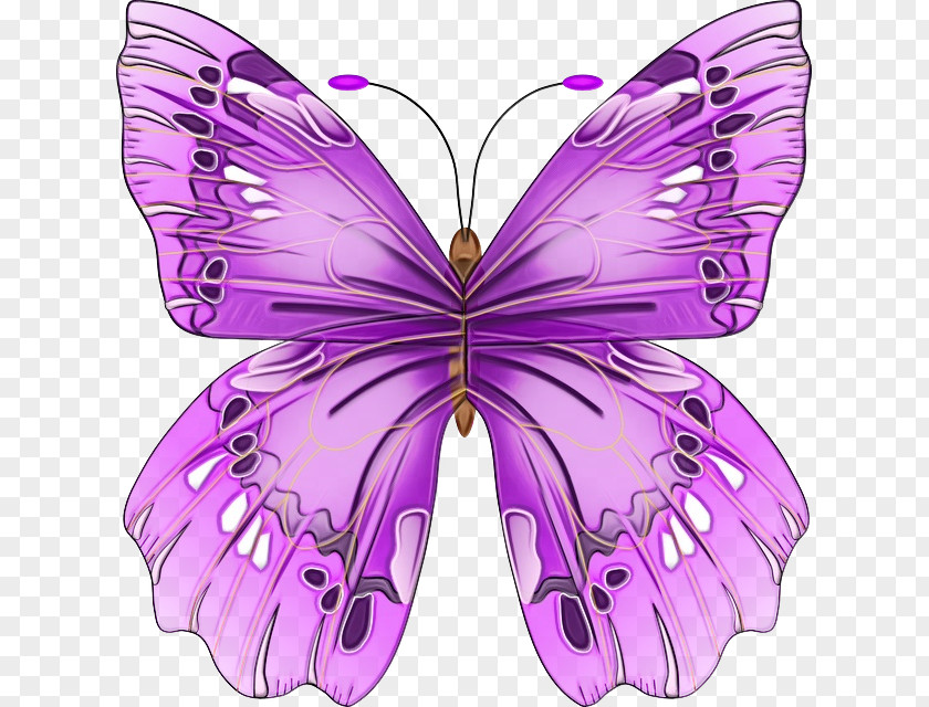 Symmetry Pollinator Moths And Butterflies Butterfly Insect Cynthia (subgenus) Purple PNG
