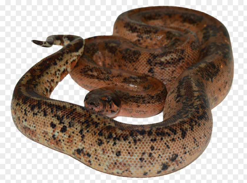 Boa Constrictor Kingsnakes Reptile Rattlesnake PNG