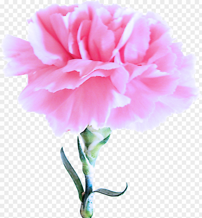 Chinese Peony Cut Flowers Pink Petal Flower Carnation Flowering Plant PNG
